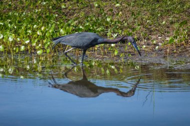 Küçük Mavi Balıkçıl Florida 'da bir göletin kıyısında yürürken suda yansımasını görür.
