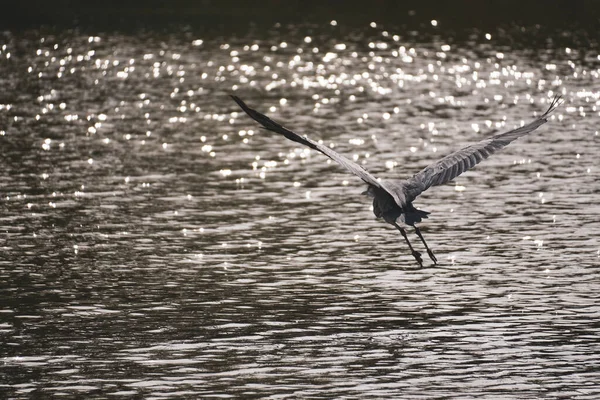 Ein Silberreiher Fliegt Tief Über Den See Auf Dem Golfplatz — Stockfoto