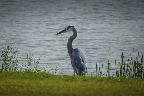 Een Great Blue Heron Kijkend Naar Vis Terwijl Boord Van — Stockfoto