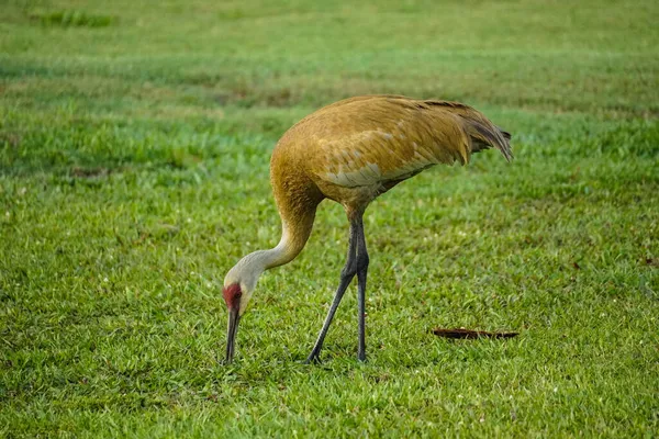 Sandhill Crane Digging Grass Beak Find Food — Stock Photo, Image