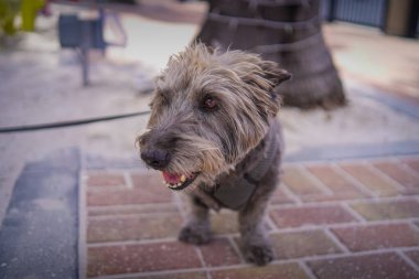Kahverengi saçlı Terrier Punta Gorda Florida 'da kameraya poz veriyor.