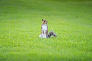 Şirin sincap kameraya poz veriyor.