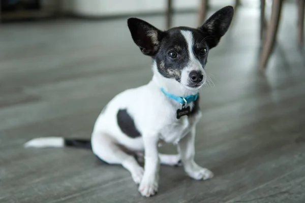 Edison Rat Terrier Chihuahua Mix Pózující Pro Kameru — Stock fotografie