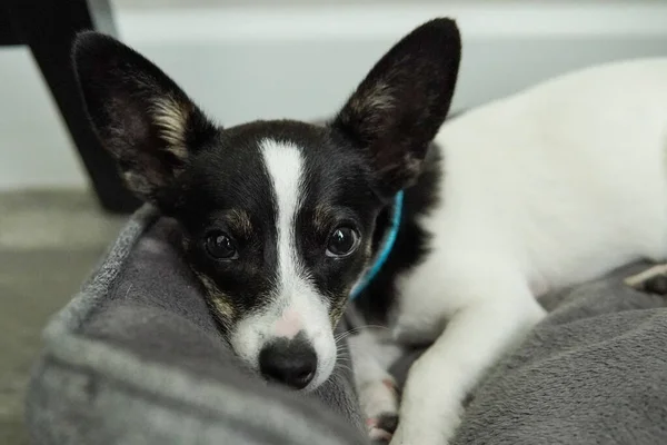 Bir Rat Terrier / Chihuahua karışımı kameraya bakıyor.