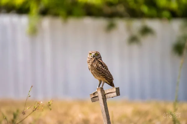 A burrowing owl in Florida looking away