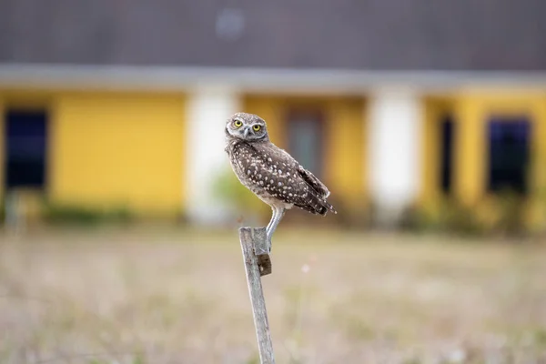 A burrowing owl on perch with head cocked
