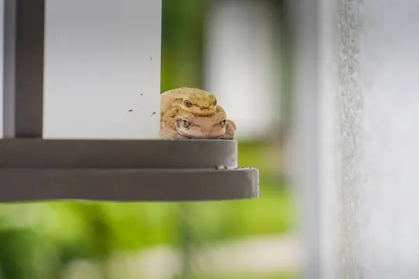 Florida Çam Ağacı Kurbağaları lamba armatüründe çiftleşiyor