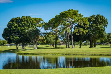 Florida 'da gölün yanındaki golf sahasında Büyük Meşe ve Çam ağaçları.