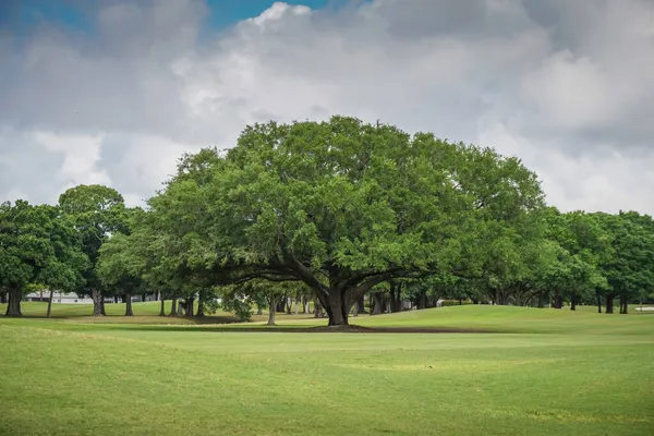 Florida 'da golf sahasında kocaman bir meşe ağacı.