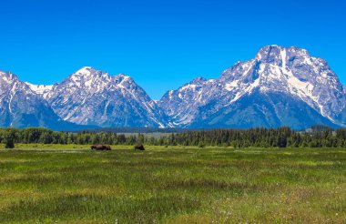 Arka planda Grand Tetons ile tarlada dolaşan bizonlar.