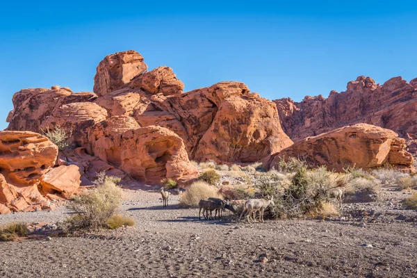 Nevada 'daki Ateş Vadisi Parkı' nda Arı Kovanı önünde otlayan keçiler