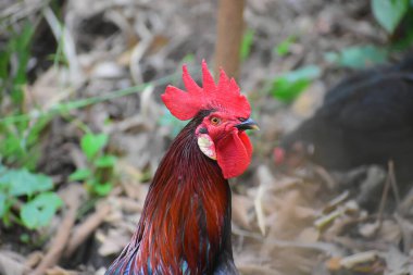 Bahçedeki bir horoz kafasının fotoğrafı.