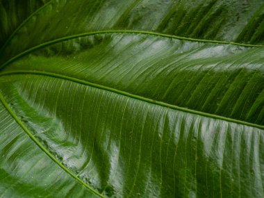 Echinodorus cordifolius yaprağı arkaplan için resmi kapat