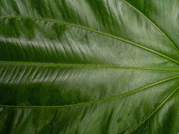Echinodorus cordifolius yaprağı arkaplan için resmi kapat