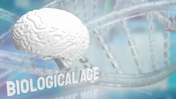 brain and biological age on dna background for sci or medical concept 3d rendering