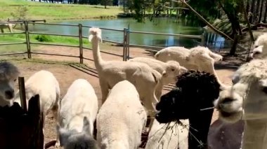 Sydney NSW Avustralya 'da bir çiftlikte beslenen alpakalar.