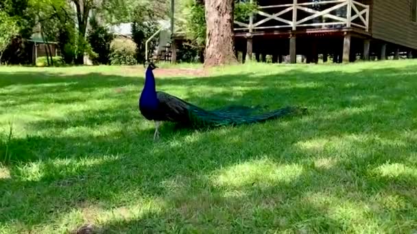 Een blauwe pauw op groen gras — Stockvideo