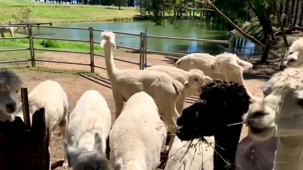 En grupp utfodring alpacas på en gård, Sydney NSW Australien — Stockvideo