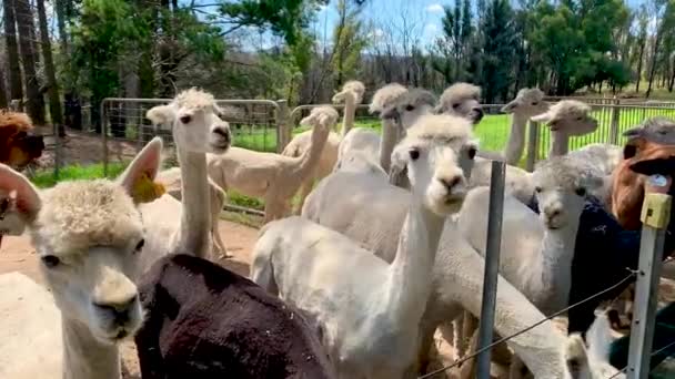 Un grupo de alpacas de alimentación en una granja, Sydney NSW Australia — Vídeos de Stock