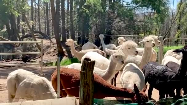 Dolly zoom on alpacas on a farm, Sydney NSW Australia — Stock Video