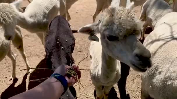 Feeding alpacas on a farm, Sydney NSW Australia — Stock Video