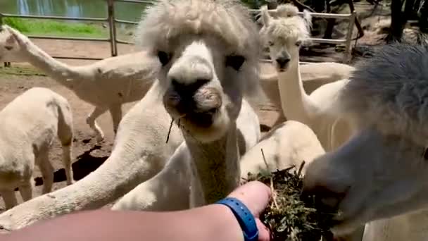 Харчується альпаками на фермі (Австралія). — стокове відео
