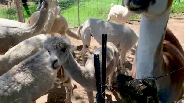 Feeding alpacas and llama on a farm, Sydney NSW Australia — Stock Video