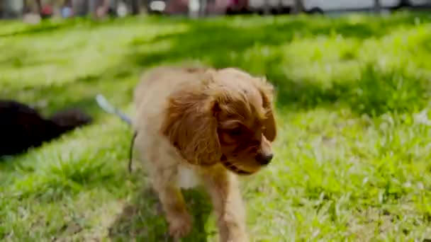 Seekor anak anjing kuning coklat berjalan untuk duduk di padang rumput — Stok Video