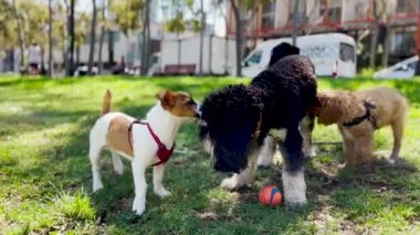Üç yavru köpek oynuyor.