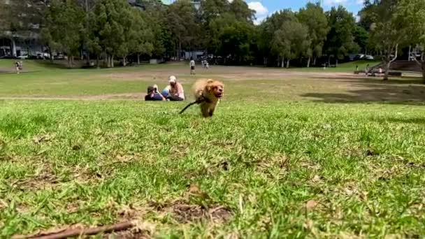 Lambat gerak dari browish kuning anjing berjalan — Stok Video