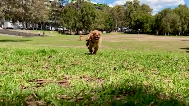 Slow motion of a yellow browish puppy dog running — Stock Video