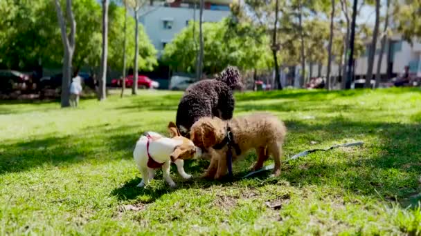Три щенка играют — стоковое видео