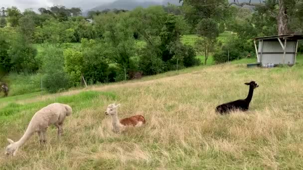 Zoom in on an Alpaca feeding in a farm — Stock Video
