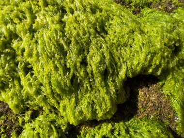 Yeşil yosunlara yakın çekim.