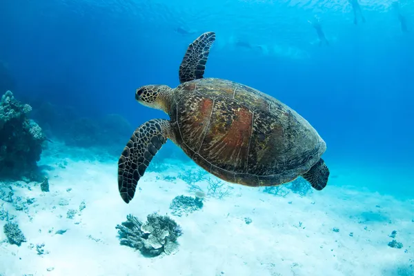 Żółw morski pływający w błękitnym oceanie Zdjęcia Stockowe bez tantiem