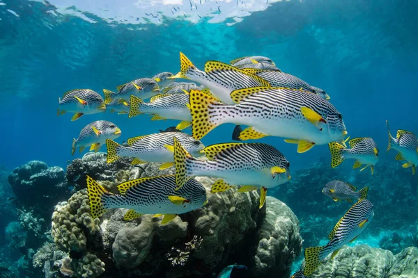 Czarne paski i kropki żółta ryba pływająca wokół rafy koralowej Obrazy Stockowe bez tantiem