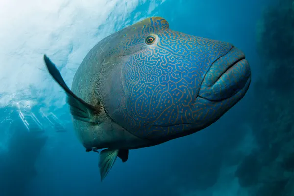 Büyük mavi bir Kambur Kafalı Maori Wrasse balığı.