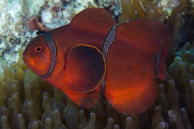 Resiflerin etrafında yüzen palyaço balıkları