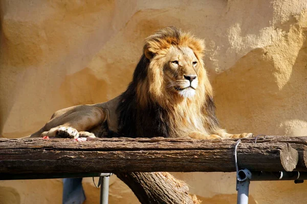 Kazachstán Almaty Městská Zoo — Stock fotografie