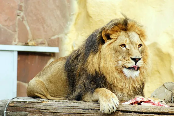 Kazachstan Almaty Zoo Miejskie — Zdjęcie stockowe