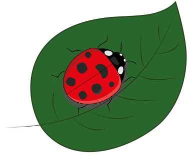 Yeşil yaprakta uğur böceği.