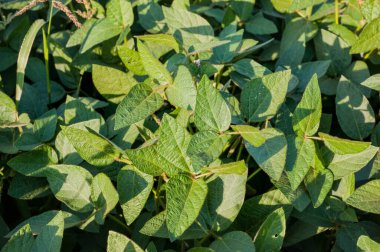 Taze soya yaprakları, taze filizler ve tomurcuklar.