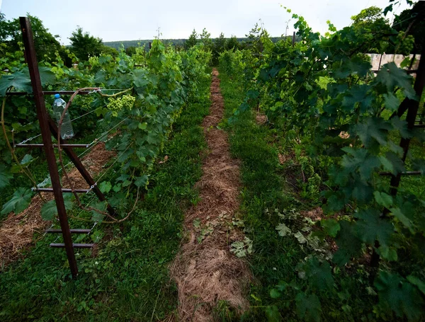 Winnice Rolnictwie Małe Plantacje — Zdjęcie stockowe