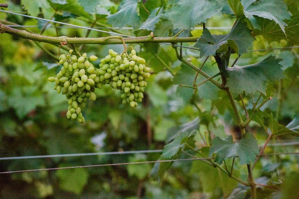 プランテーションの熟した緑のブドウの束が閉じます ブドウ畑のブドウの在庫 — ストック写真