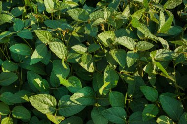 Taze soya yaprakları, taze filizler ve kapsüller.