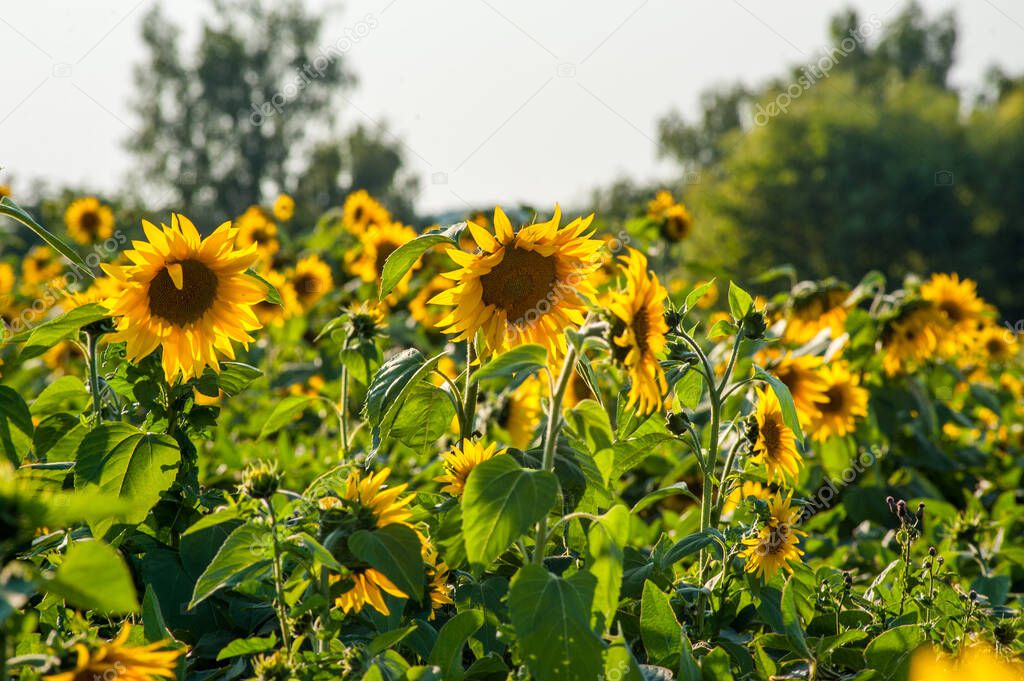 Mini sunflower at field. Field of flowering sunflower plants in the morning sun contours.