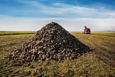 Yükleme için ışıklandırılmış makine yaz akşamları şeker pancarı yığınının yanında yer alır.