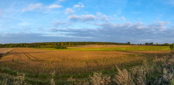 Fält Med Mogna Sojabönor Blommande Raps Och Höstskog Vid Horisonten — Stockfoto