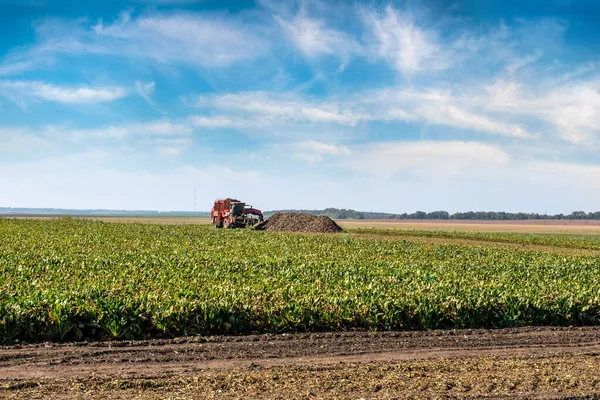 Bietenveld Met Prachtige Lucht Oogstmachine Aan Horizon — Stockfoto