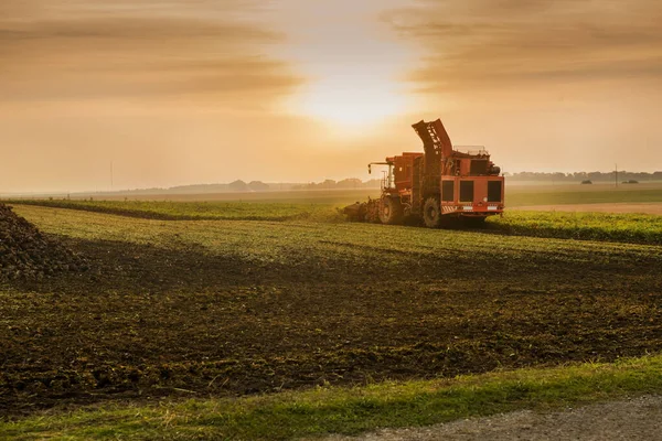 combine harvest beets at the evening sunset time, autumn,